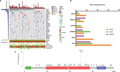 Prognostic Value of Postoperative Circulating Tumor DNA in Patients With Early- and Intermediate-Stage Hepatocellular Carcinoma